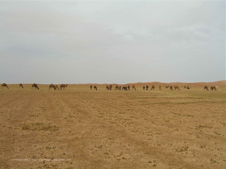 Sahara, dromedari al pascolo