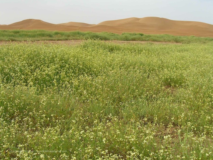 T_E_Diaries_Marocco71