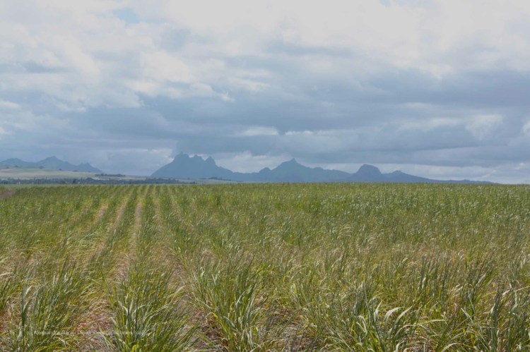 Piantagioni di canna da zucchero