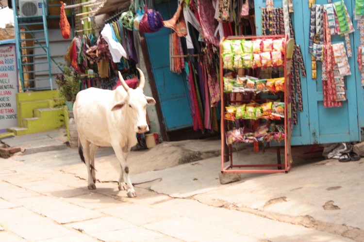 T_E_Diaries_SouthIndia32