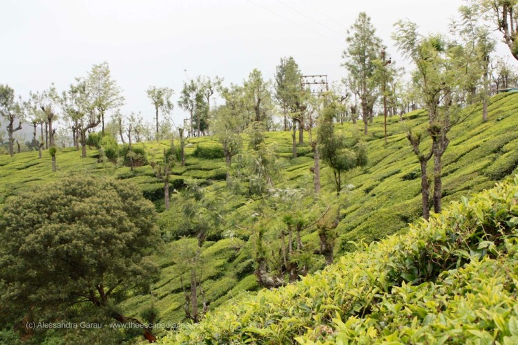 T_E_Diaries_SouthIndia84