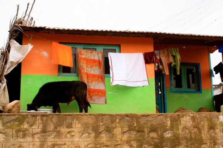 T_E_Diaries_SouthIndia88