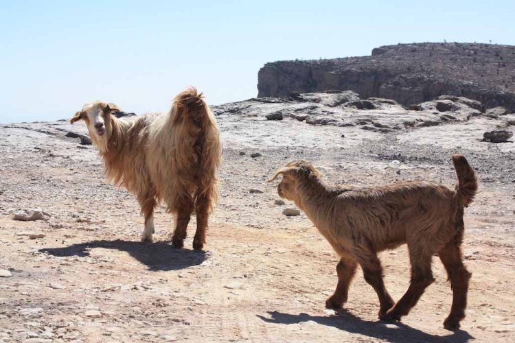 Jebel Shams, Grand Canyon d’Arabia