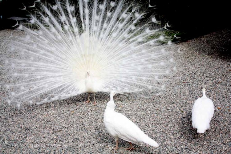 The_Escape_Diaries_Stresa06