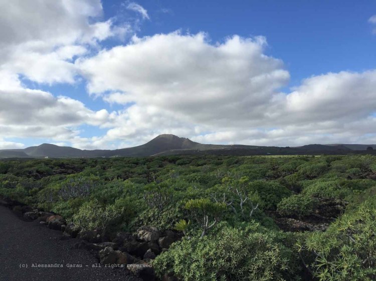 The_Escape_Diaries_canarie155