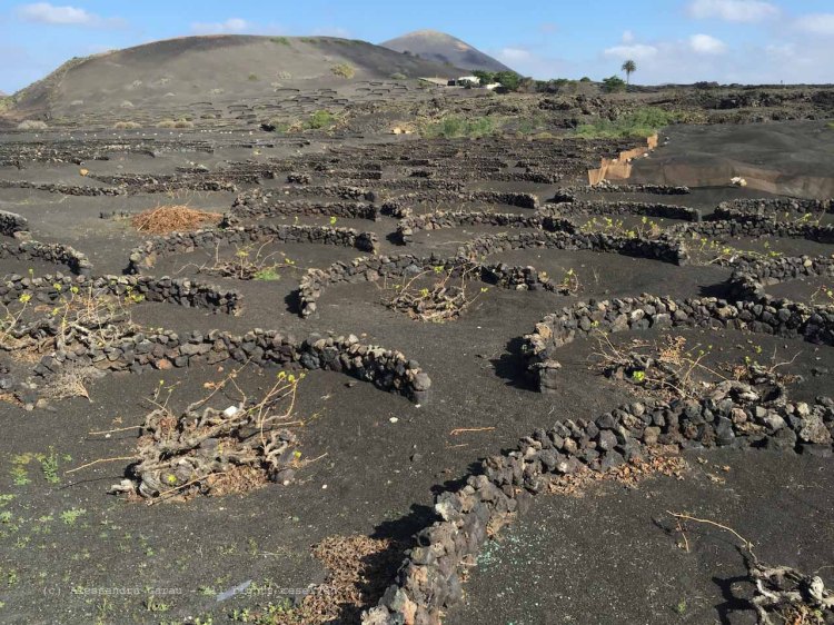 The_Escape_Diaries_canarie176