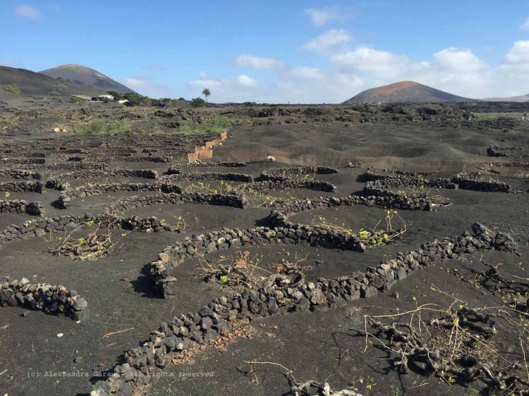 The_Escape_Diaries_canarie177