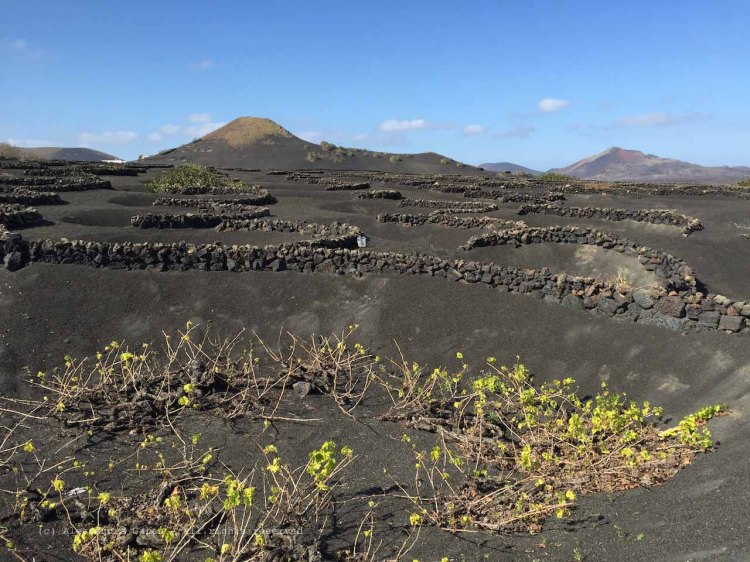 The_Escape_Diaries_canarie178