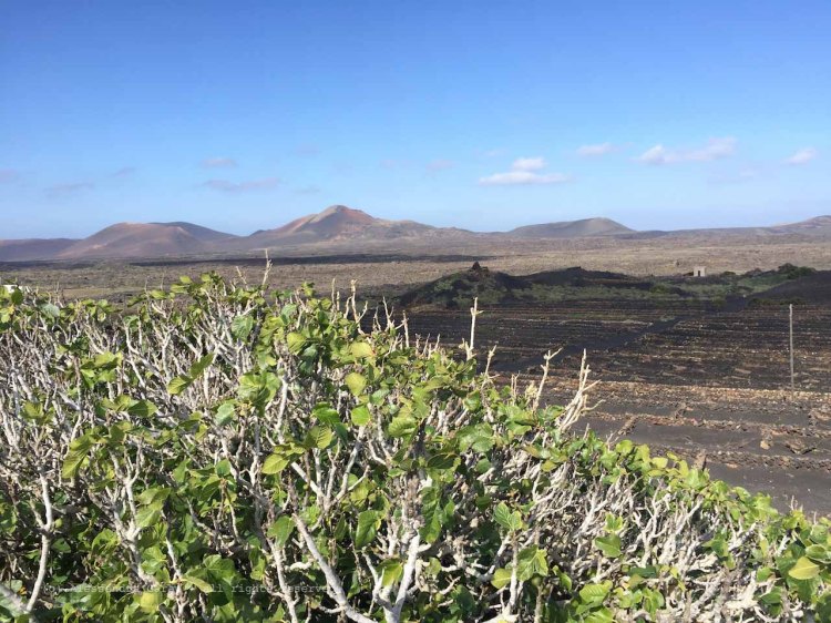 The_Escape_Diaries_canarie181