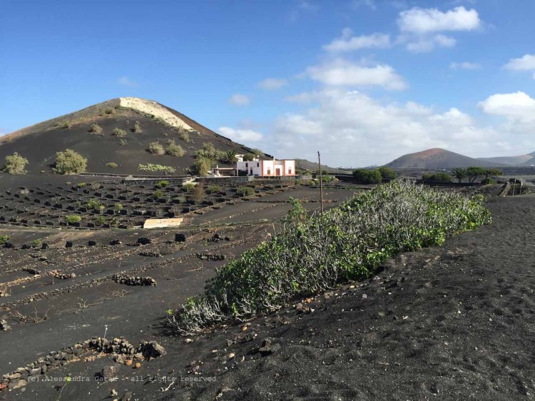 The_Escape_Diaries_canarie183