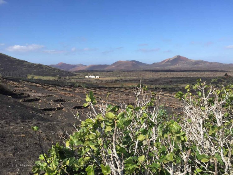 The_Escape_Diaries_canarie184