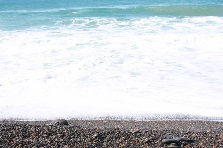 The_Escape_Diaries_canarie42