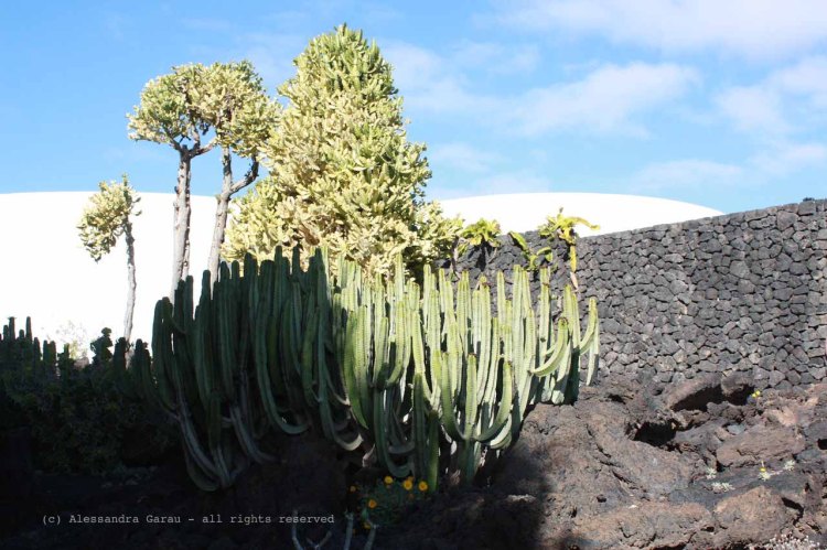 The_Escape_Diaries_canarie58