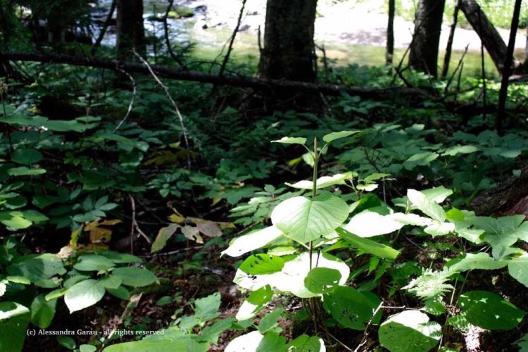 canadamaine_theescapediaries-com249