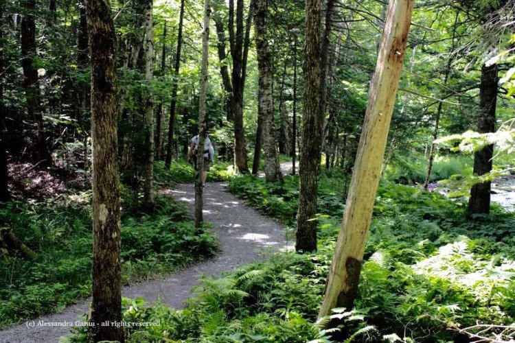 canadamaine_theescapediaries-com250