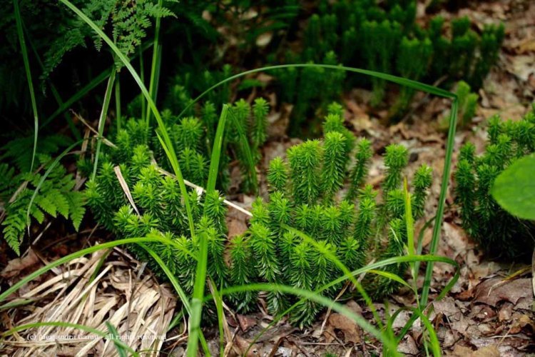 canadamaine_theescapediaries-com260