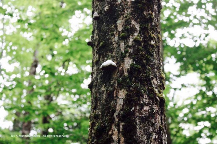 canadamaine_theescapediaries-com262