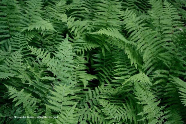 canadamaine_theescapediaries-com263