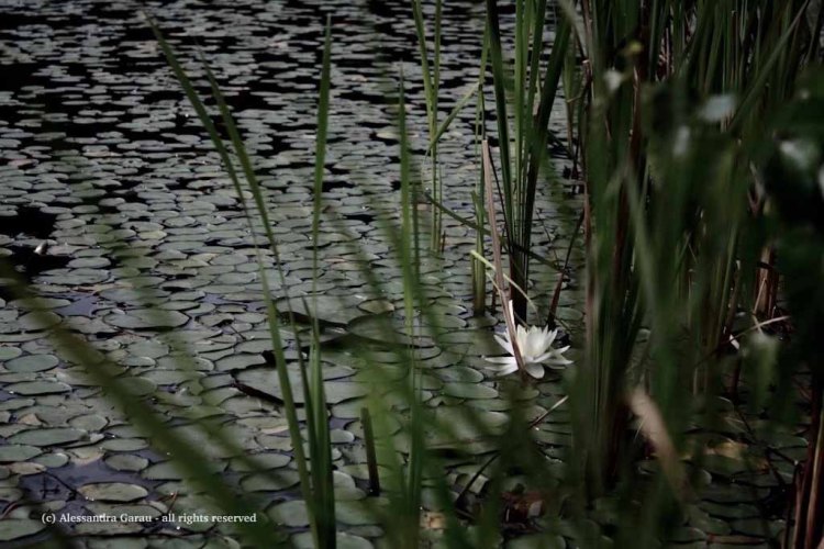 canadamaine_theescapediaries-com267