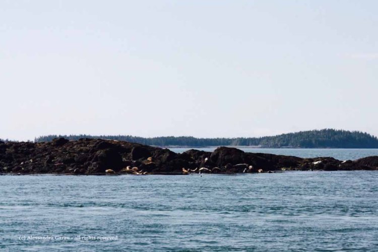 canadamaine_theescapediaries-com294