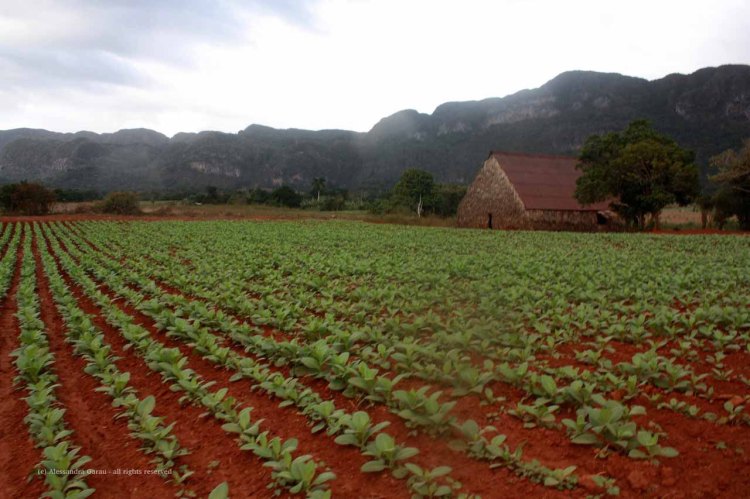 the_escape_diaries_cuba230