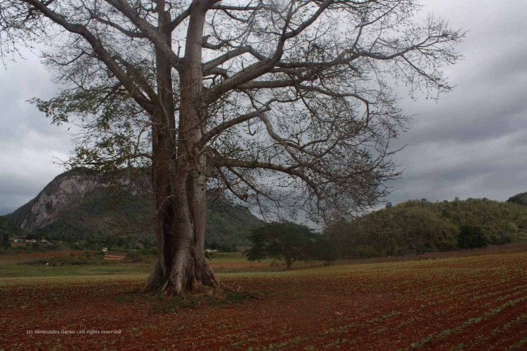 the_escape_diaries_cuba251