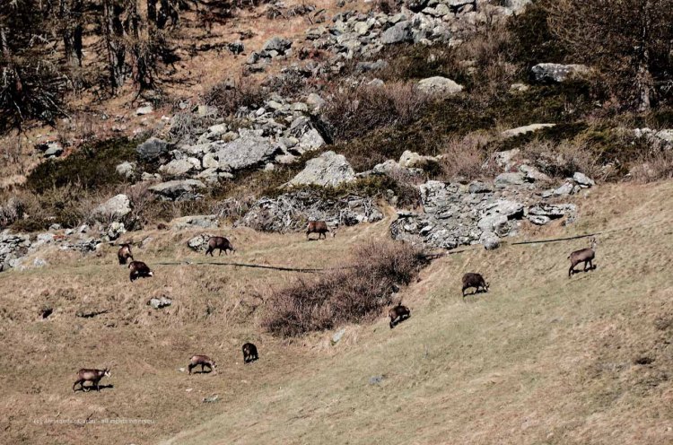 The_Escape_Diaries_GranParadiso201769