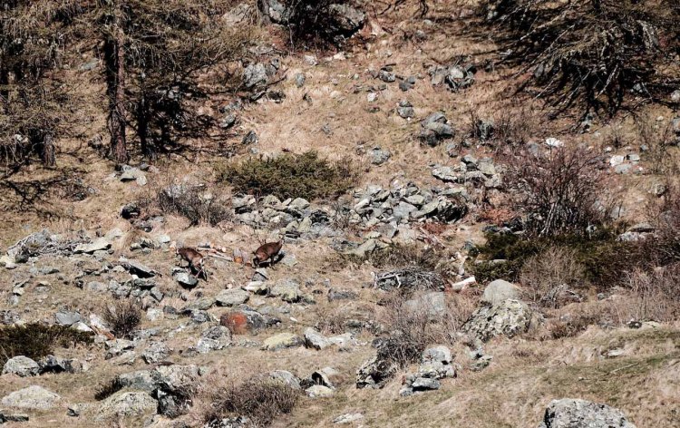 The_Escape_Diaries_GranParadiso201779