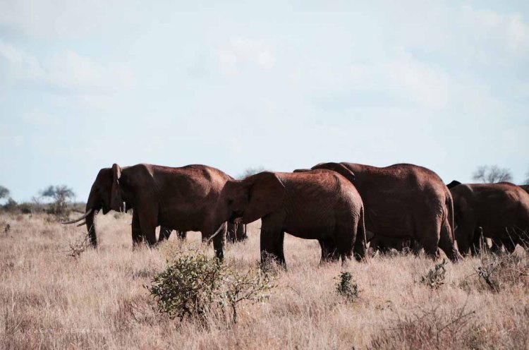 Tsavo East, Kenya