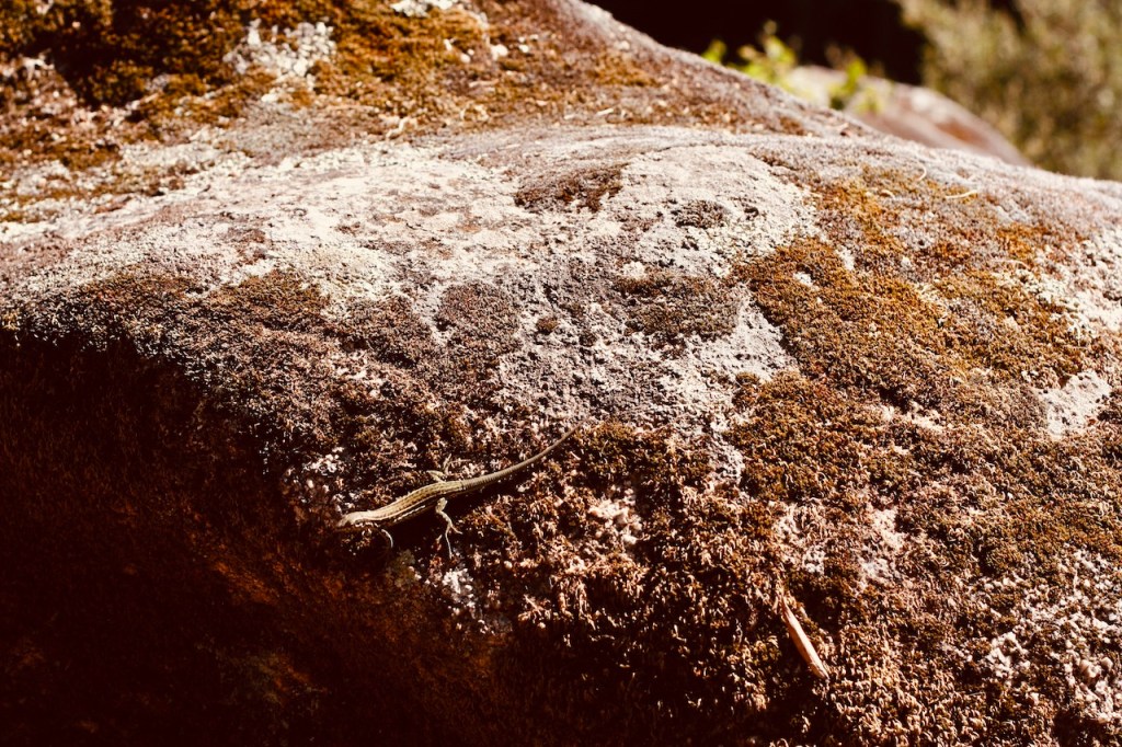 Questa immagine ha l'attributo alt vuoto; il nome del file è corsica2020_43.jpeg